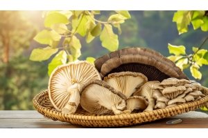 Medicinal Mushrooms in Combination for Optimal Wellness