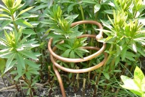 Lakhovsky Plant System by Meditech Europe placed among young plants as an example of an electroculture application in the garden.