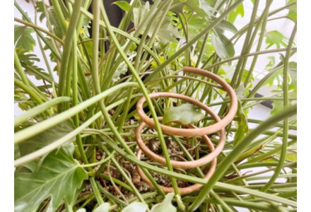 Lakhovsky Plant System