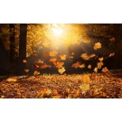 Autumn Package Autumn Package