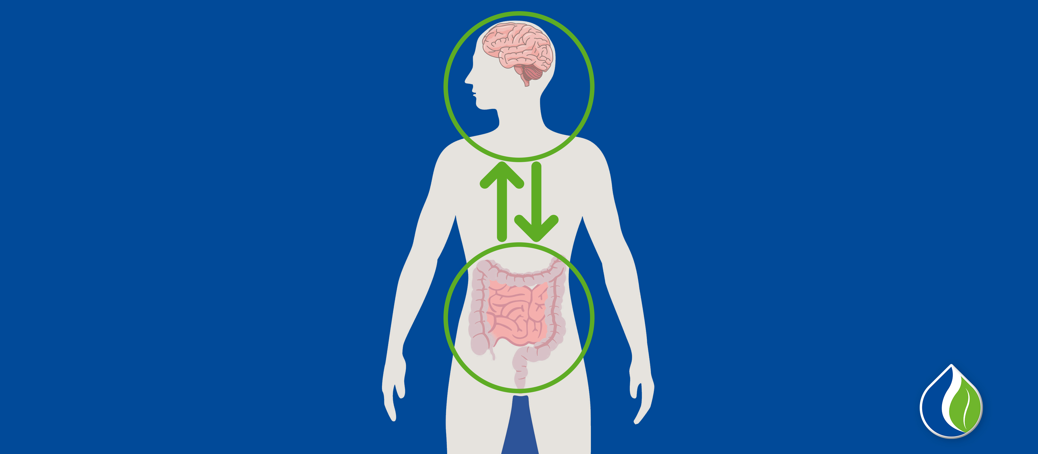 The Gut as a Second Brain