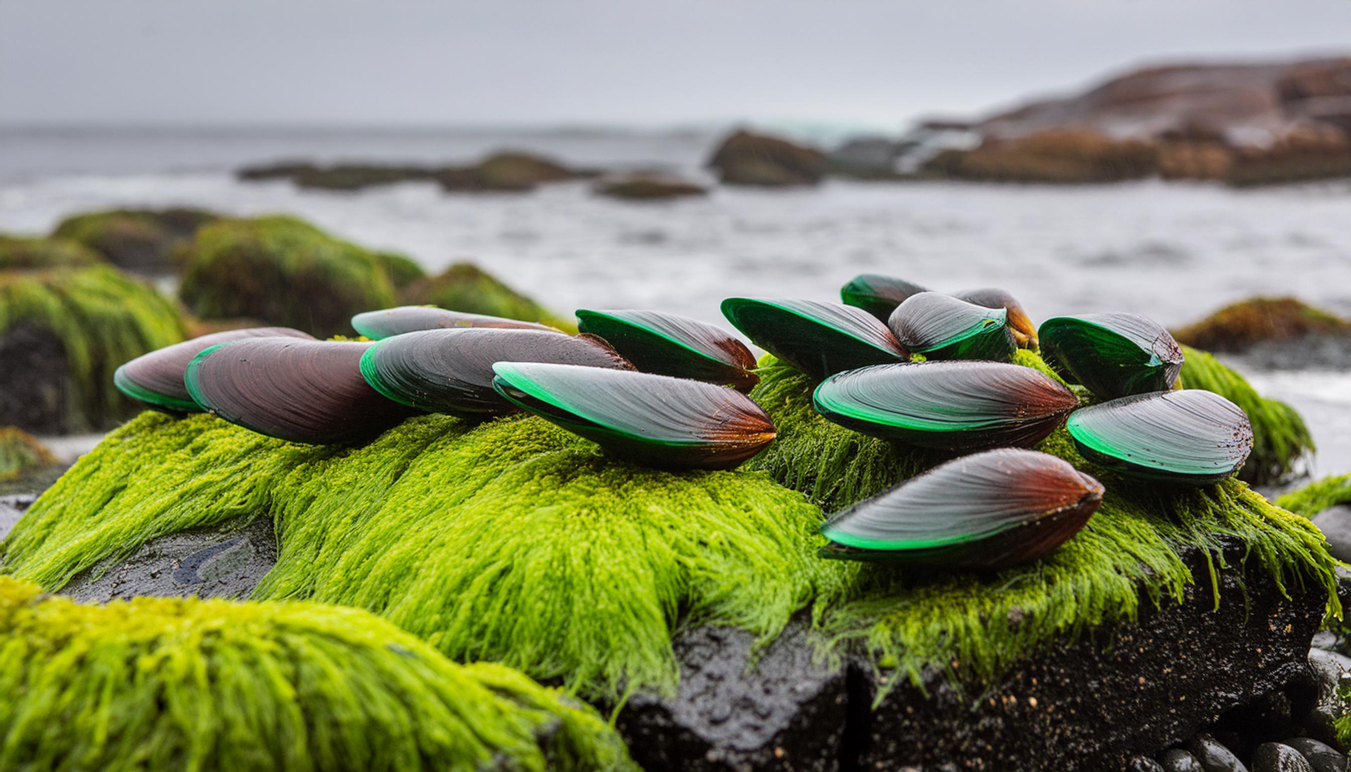 Natural Strength: Green-lipped mussel and Ovomet for Joint Health